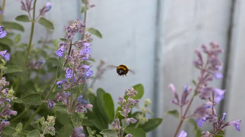 Bee head-on flight The image is a macro nature photograph taken in the afternoon during the summer season, featuring a bee flying head-on towards the camera among flowering catmint plants. The scene highlights bees and other insects interacting with the vibrant purple catmint flowers, demonstrating their vital role in pollination. The flowers and plants are in full bloom, adding a touch of summer vitality to the setting. The background includes a softly blurred fence, which frames the main subject—the bee in flight—without distracting from the close-up detail of the insects and flowers.